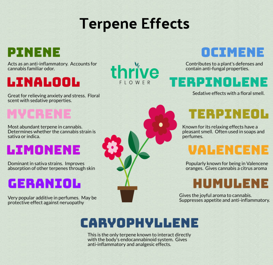 what-are-the-astonishing-effects-of-terpenes-thrive-flower