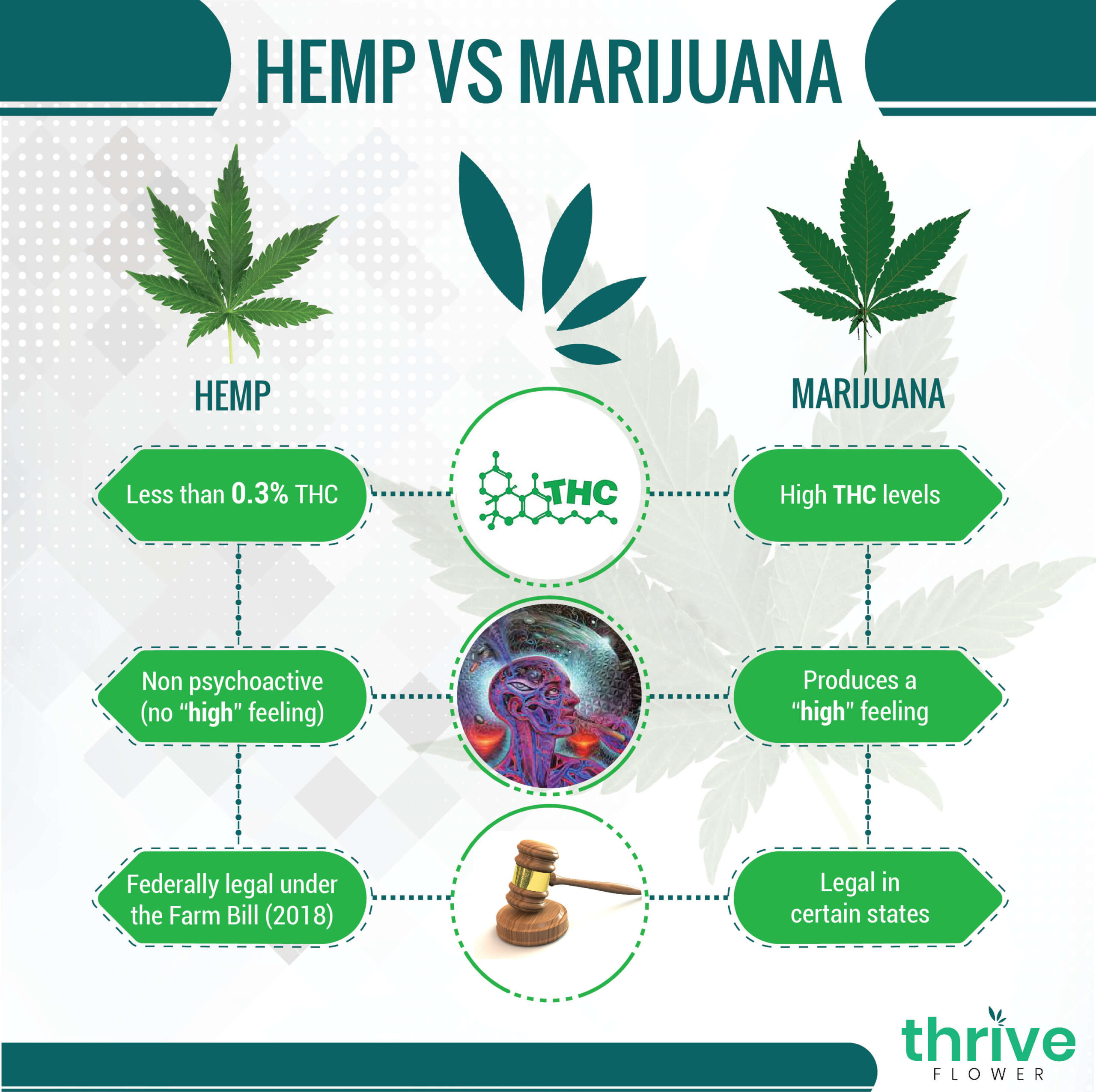 What Is The Difference Between Hemp and Marijuana For Your Benefit