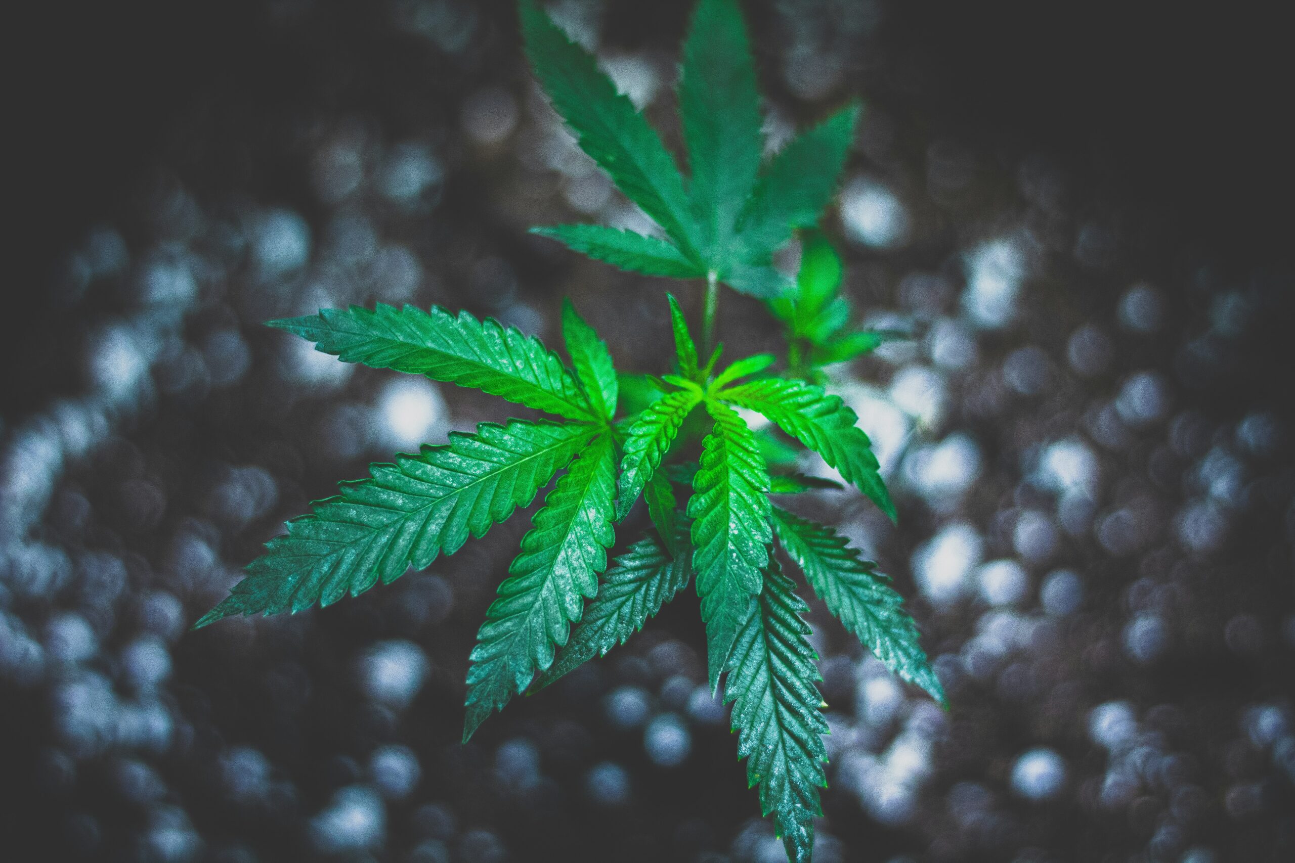 Philadelphia and Homegrown Cannabis: The Truth About Growing Your Own